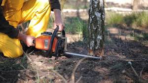 Professional  Tree Services in Mccaysville, GA